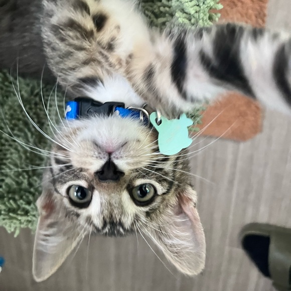 pooka_08